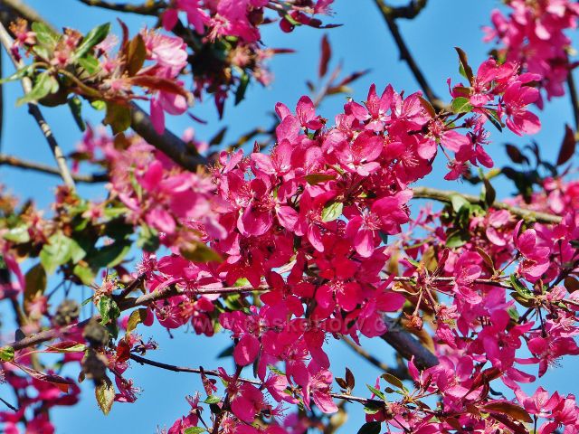 Sakura na cestě z Písečné do Žamberka