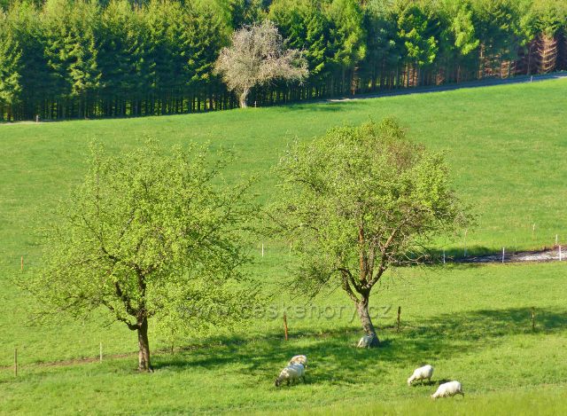 Kunvald - pastva ovcí na úpatí Krejsovo kopce