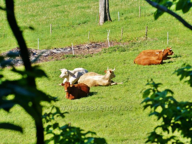Kunvald  - ranní siesta pod Krejsovo kopcem