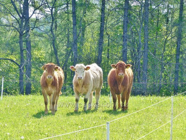 Kunvald - Krejsův kopec okupují " tři grácie"