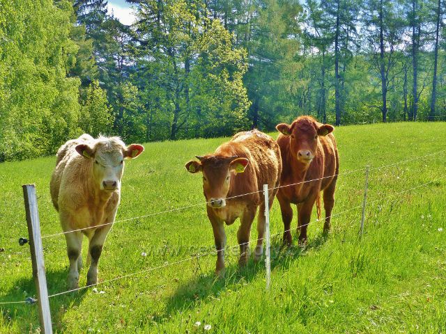 Kunvald - pastvina na Krejsovo kopci