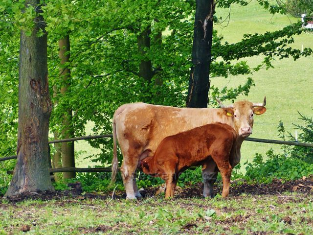 Kunvald - biomléko přímo ze zdroje na vrcholu Krejsovo kopce