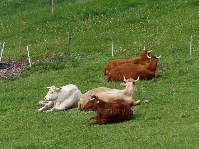Kunvald - rohaté krávy na úpatí Krejsovo kopce