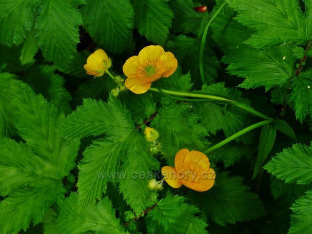 Pryskyřičník plazivý u Rokytenky