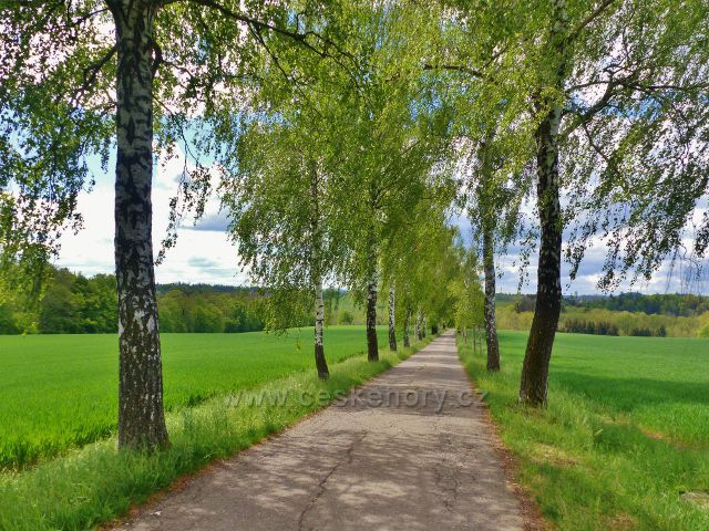 Březová alej lemuje část silničky z Kněžství