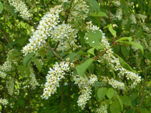 Žamberk - střemcha pod Dymlovským rybníkem