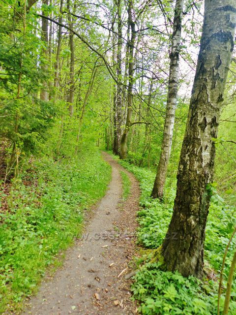 Žamberk - pěšina od Dymlovského rybníku k parku Albertinum
