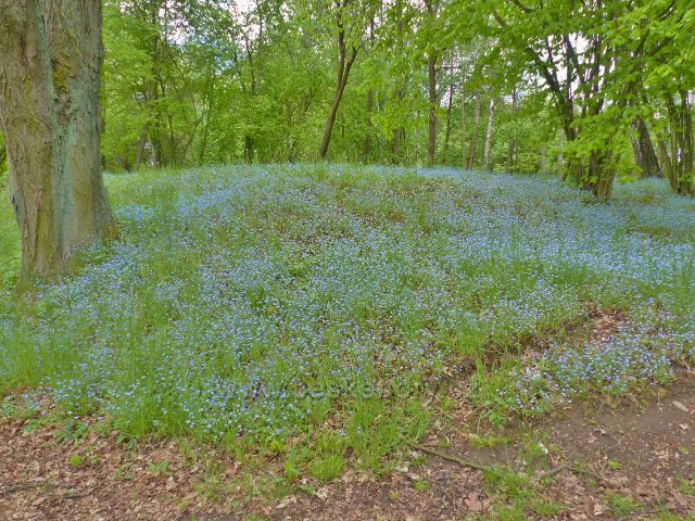Žamberk - park Albertinum, modro,kam se podíváš