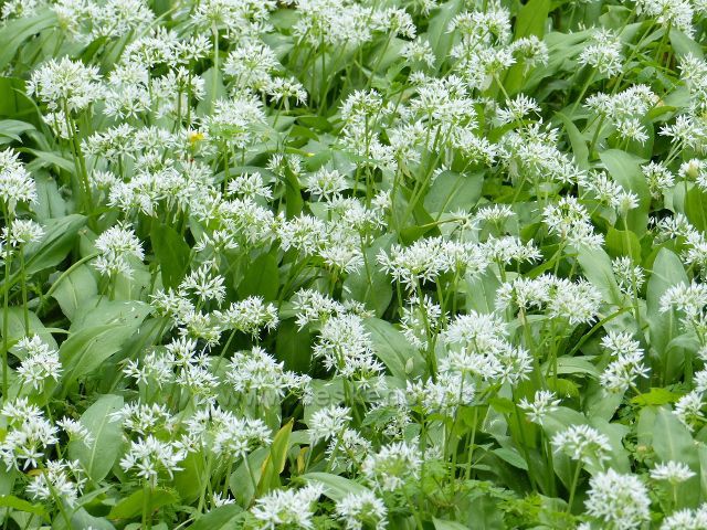 Žamberk - květy medvědího česneku v parku Albertinum