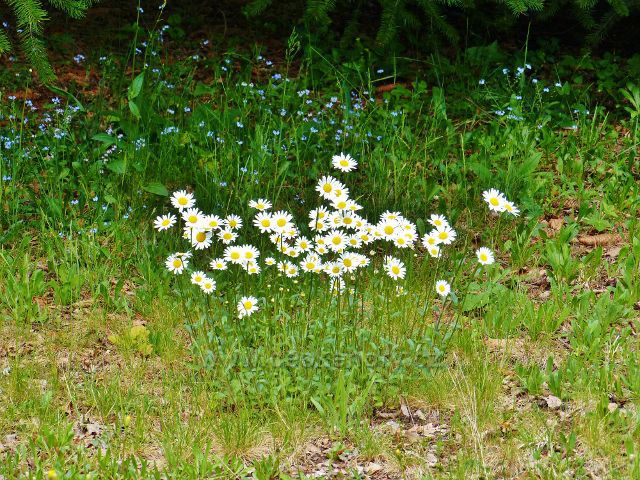 Žamberk - kopretiny v parku Albertinum