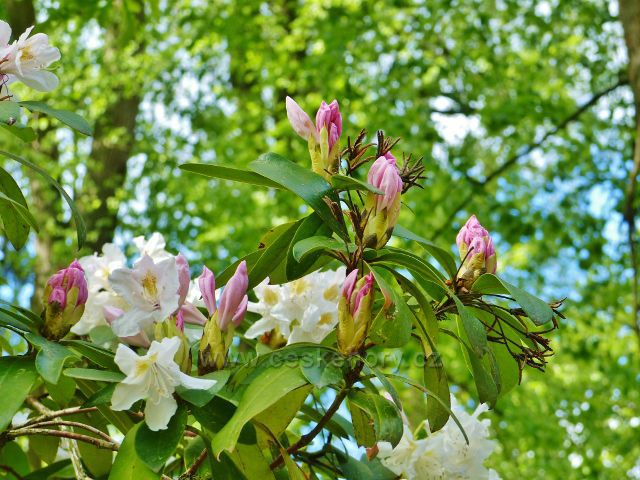 Žamberk - park Albertinum