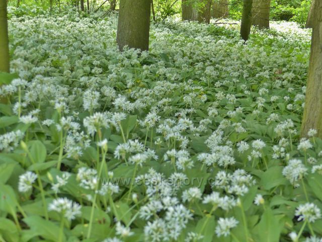 Žamberk - park Albertinum, záplava medvědího česneku