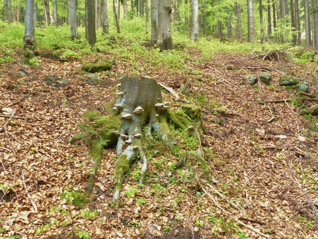 Troudnatec na bukovém pařezu u silničky na Paprsek