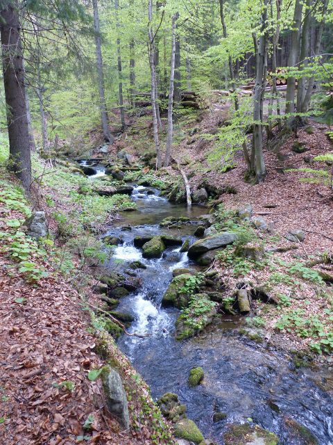 Kunčický potok teče ještě  stále po pravá straně silničky na Paprsek