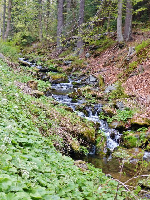 Kunčický potok teče podél silničky na chatu Paprsek