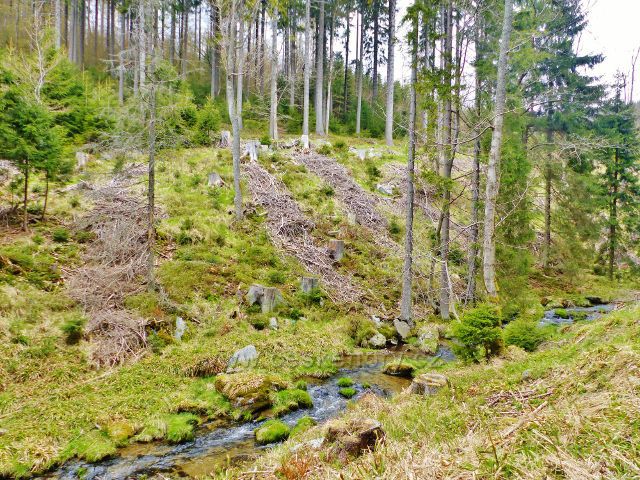 Stahaná klest po těžbě dřeva na pravém břehu Kunčického potoku