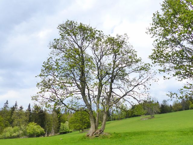Pastvina nad Starým kopcem