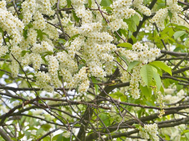 Kvetoucí střemcha poblíž vrcholu Starého kopce(830 m.n.m.)