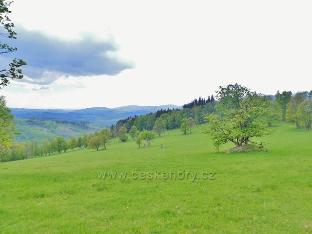 Pastvina na úbočí Starého kopce