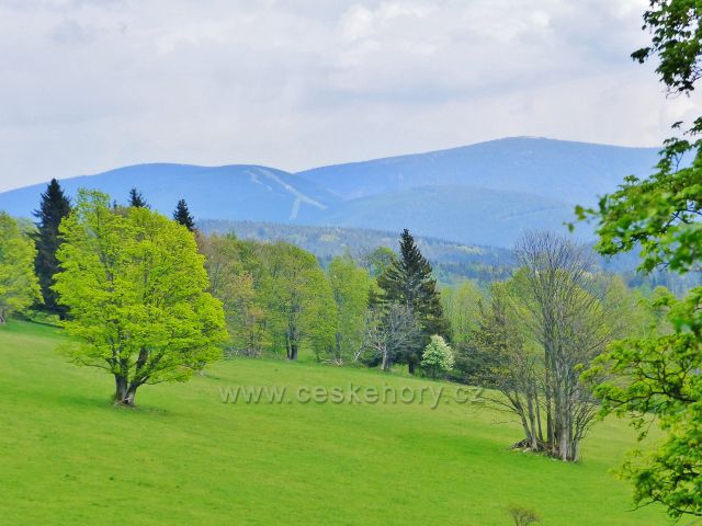 Pohled ze Starého kopce k Šeráku, Černavě a na Vozku v pásmu Hrubého Jeseníku