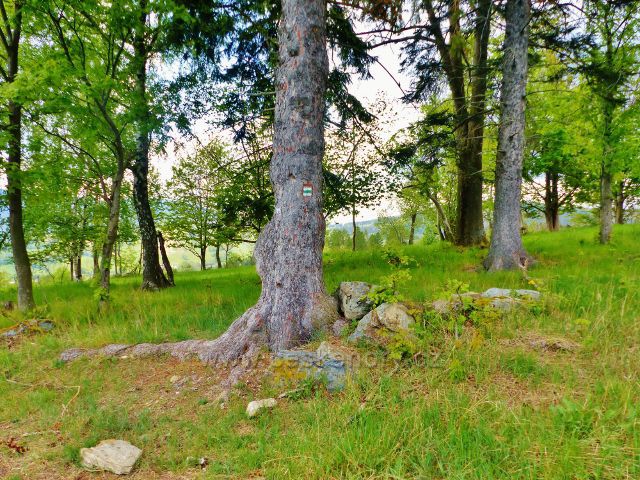 Zelená TZ pokračuje po cestě od Malého Vrbna do Starého Města pod Sněžníkem