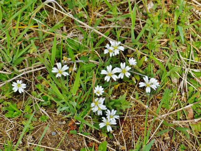 Rožec rolní u cesty po zelené TZ do Starého Města