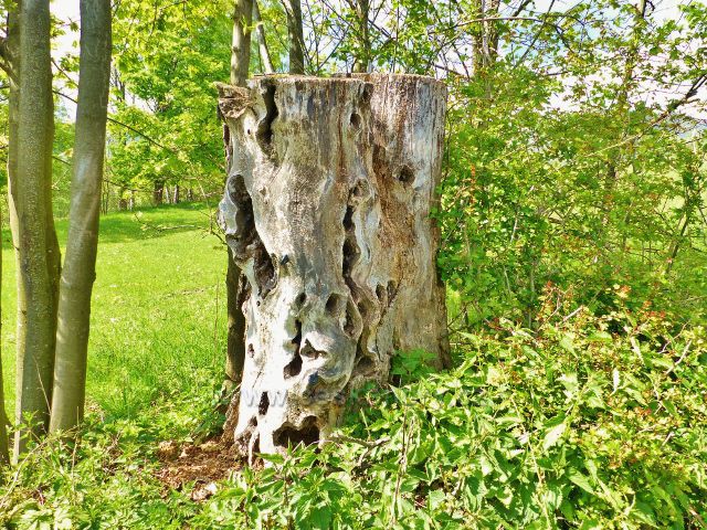 Torzo pařezu jako výsledek působení přírodních sil je dokonalou řezbářskou prací