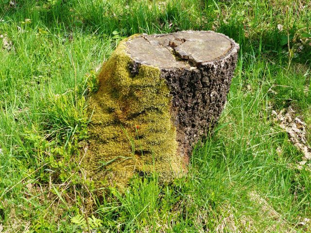 Pařez jako přírodní kompas je na své severní straně dokonale porostlý mechem