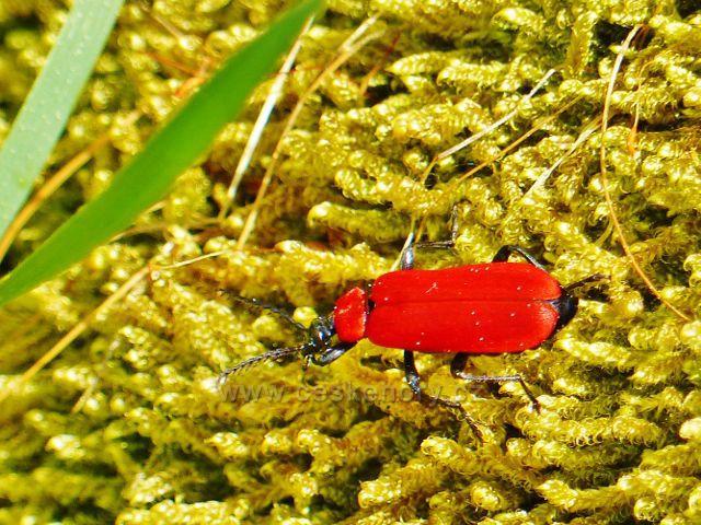 Na osluněném pařezu se v mechu vyhřívá tesařík krvavý