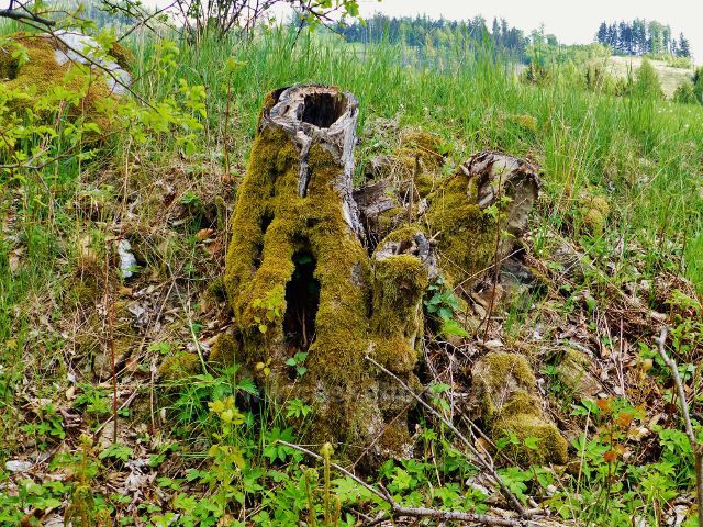 Is tímto pařezem u cesty do Starého Města si pohrála příroda