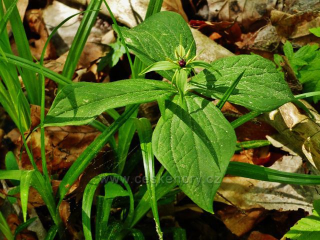 Jedovaté vraní oko čtyřlisté