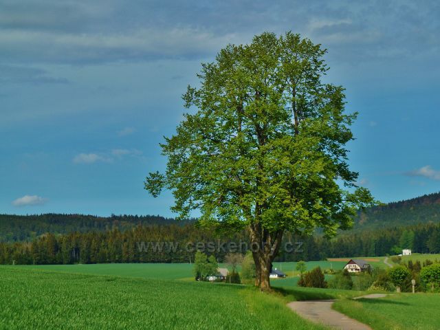 Jamné nad Orlicí - pohled k vodárně pod Suchým vrchem