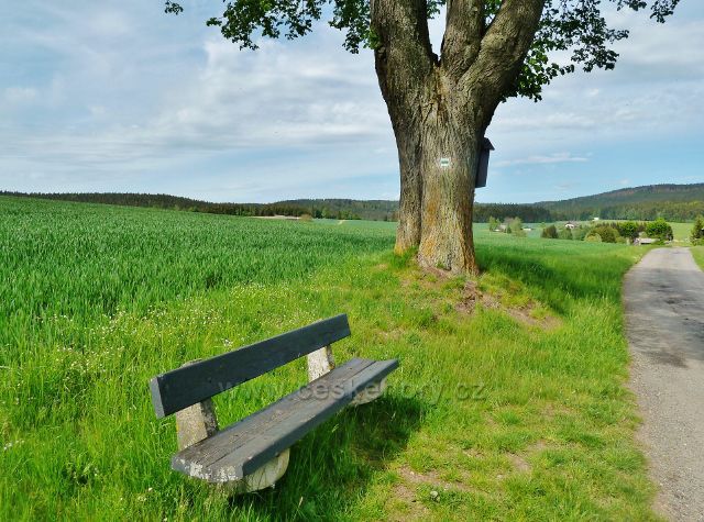 Jamné nad Orlicí - lípa s obrázkem na horním konci obce u cesty po zelené TZna Suchý vrch