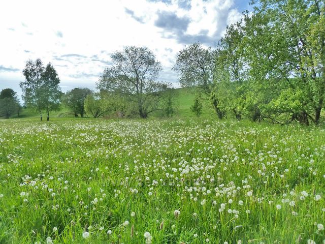 Jamné nad Orlicí - odkvetlé pampelišky na pastvině pod vrchem Martínkova hať(711 m.n.m.)