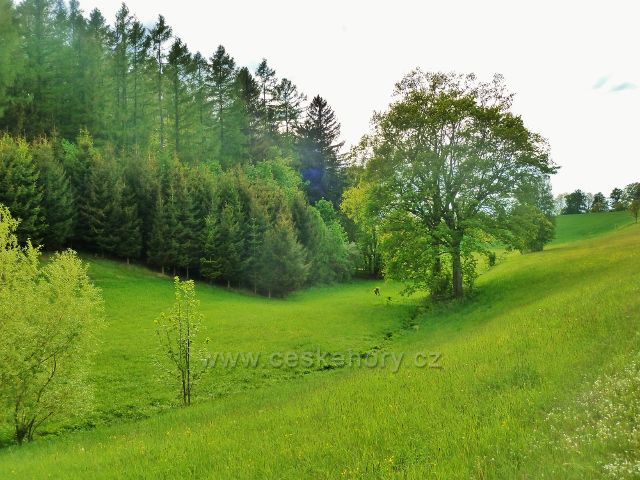 Jamné nad Orlicí - pravostranný přítok Orličského potoku