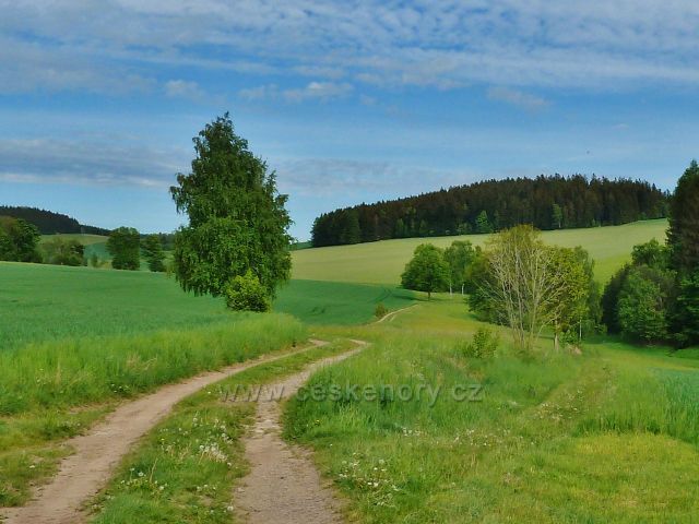 Jamné nad Orlicí - pohled z cesty k rybníčkům k zalesněnému vrchu Martinova hať (711 m.n.m.)