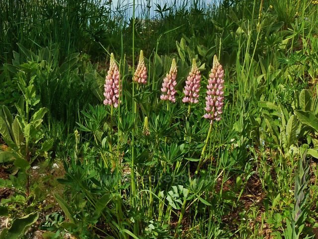 Jamné nad Orlicí - kvetoucí lupina nad odbočkou k areálu U Tisu