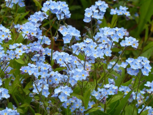 Jamné nad Orlicí - pomněnky ve svahu pod restaurací U Tisu