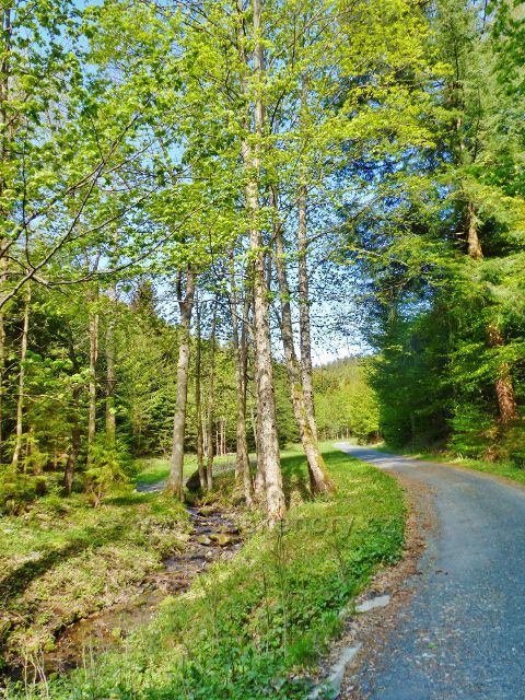 Petříkov -cesta po červené TZ k Císařské boudě vede po silničce podél pravostranného přítoku Branné