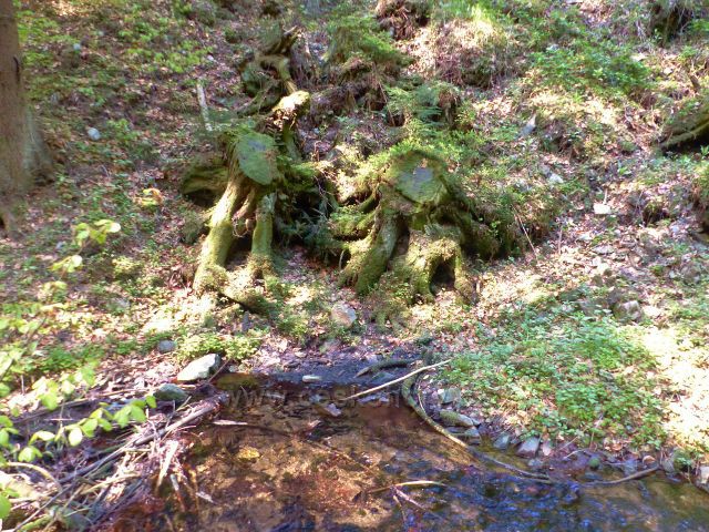 Petříkov - pramen U Larušky pod silničkou k Císařské boudě