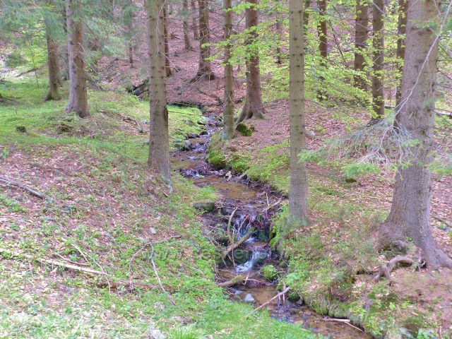 Petříkov - bezejmenný pravostranný přítok Branné  se klikatí podél silničky  k Císařské boudě