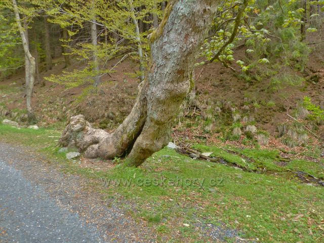Petříkov - mezi silničku a potok se vešel už jen tento javor