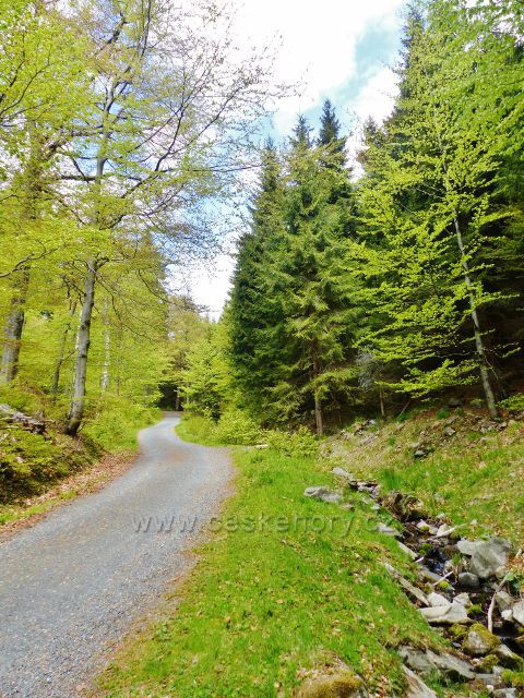 Petříkov - silničku k císařské boudě kopíruje bezejmenný potok