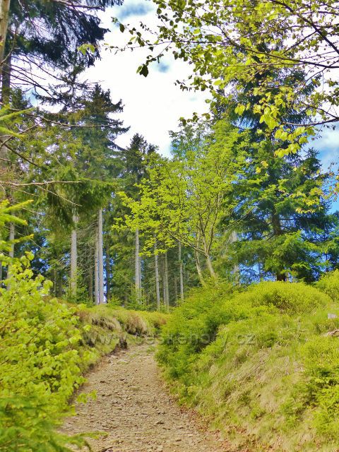 Petříkov - úvozová cesta k Císařské boudě