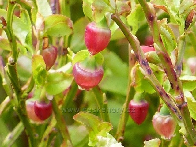 Petříkov - květy borůvky v sedle pod Trnovou horou