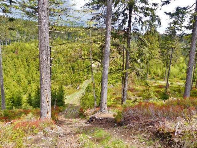 Staré Město - pohled z úbočí Trnové hory do sedla U Císařské boudy, které je významnou křižovatkou turistických tras Rychlebských hor