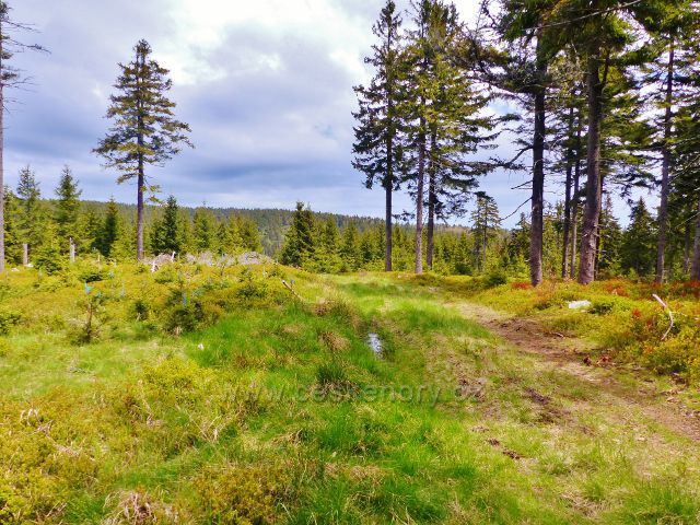 Staré Město - vrcholová partie Trnové hory 1060 m.n.m.