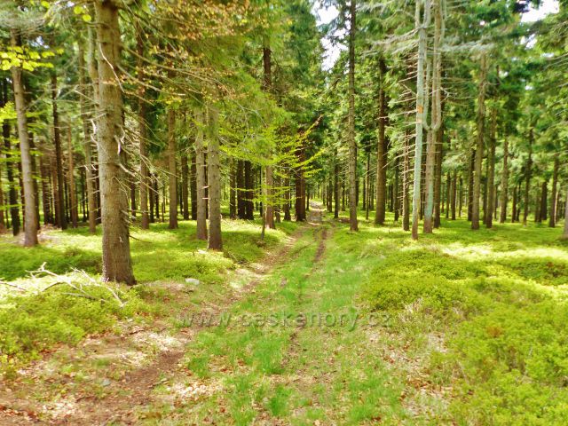 Staré Město - hřebenovka pokračuje z Trnové hory na vrch Hřebeňák(1026 m.n.m.)