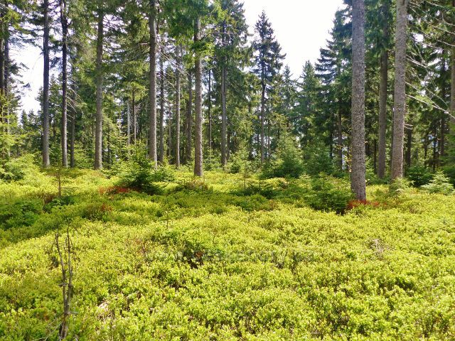 Staré Město - podrost borůvky v lesním porostu podél hřebenovky  na vrch Hřebeňák