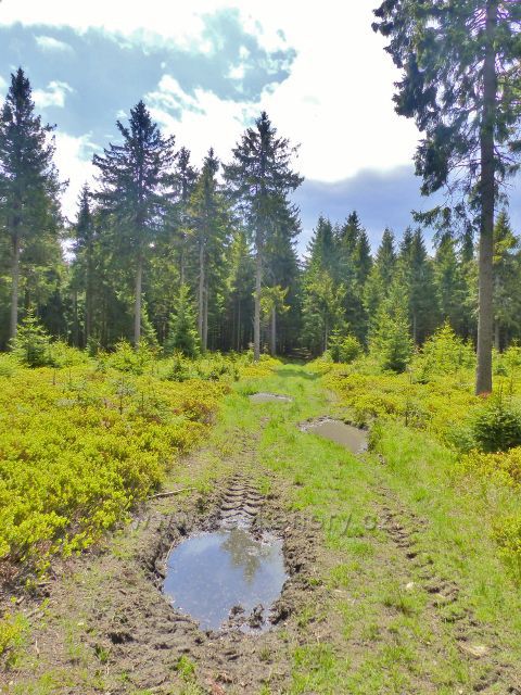 Staré Město - hřebenovka pokračuje téměř po rovině až vrcholu Hřebeňáku